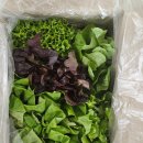 농라 으뜸농산물 유럽 상추 1kg 후기