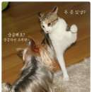 수줍은 고양이와의 1박2일 _ 수상한동거85 이미지