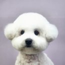 강아지 미용실 이미지