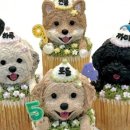 펫 디자인(강아지 옷 만들기) 이미지