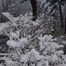 꽃무리 뜸 이미지