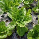 암스트롱요양병원 이미지