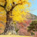 단풍스테이 이미지