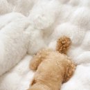 몽글몽글 펫 | 겨울 필수템! 댕댕이 펫방석 반려동물에게 포근함을 선물하는 몽글몽글 밍크