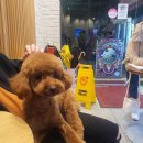 메씨엘리 이미지