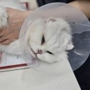 보담동물의료센터 이미지