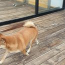 러브독 애견스쿨 이미지