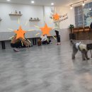 니나펫카페 이미지