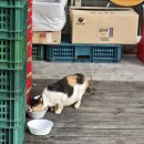 맘스터치안골점 | 20250825~20250829 일상기록_생선가게,안골냉삼,다이어터의 심정