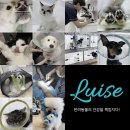 아이사랑동물병원 이미지