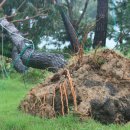 소나무하우스 이미지