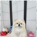 오늘, 예쁘개 이미지