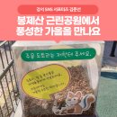 봉제산책쉼터 | [서포터즈] 생태 숲 환경 교실, 책 쉼터, 그린어게인 음악회까지~! 풍성한 가을 &#39;봉제산 근린공원&#39;에서...