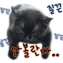 포케올데이배곧 이미지
