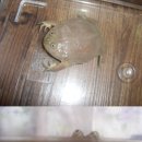 투투개구리 이미지