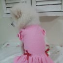 분홍강아지 이미지