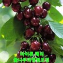 화성-장안-장안 8호 이미지