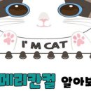 수원고양이전문분양아임캣