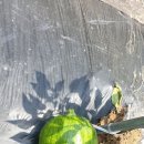 춘추농장 이미지