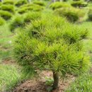 정식목장 이미지