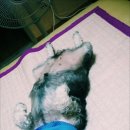 멍팔자 상팔자 이미지