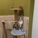 냥클래스 이미지