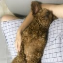 라페스타 동물병원 이미지