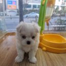 수애견