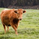 친환경한우농장 이미지