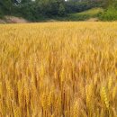 우리밀밭 이미지