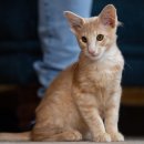 애묘(고양이)백과 - 오리엔탈 롱헤어 (Oriental Longhair Cat) 이미지
