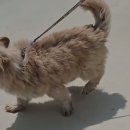 행복하시개 이미지