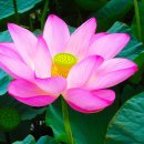 연꽃테마파크 이미지