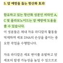 머위나물의 효능 이미지