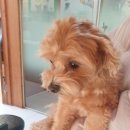 퍼스동물병원 이미지