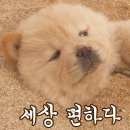 누보셀