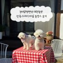 한옥스테이 | 경기양평펜션 애견동반 한옥스테이 마실 촌캉스 후기