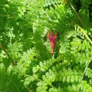 [nz] Tree Fuchsia, Fuchsia excorticata, New Zealand fuchsia 이미지
