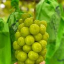 장성농원 이미지