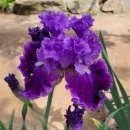 아이리스 이미지