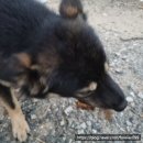 두웃 | 강아지뼈간식 두웃 천연개껌 반려견간식 추천