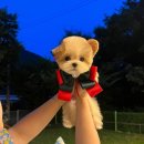 크림푸들 가족이야기 이미지