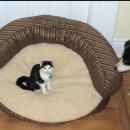 냥이멍이네 이미지