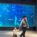 대전아쿠아리움 | 대전 엑스포 아쿠아리움 3살 나들이 후기