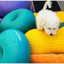 대구애견호텔 애견유치원 모여라솜뭉치 본점 이미지