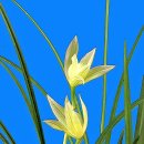 중국춘란 연판난기화(蓮瓣蘭奇花)-마룡봉(馬龍峰)02 이미지