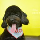 딱지애견샵 이미지