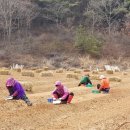 봄삼 이미지