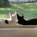 부산고양이분양제나캣 사상점 | 아이랑 부산에서 즐기는 실내 놀거리 추천!