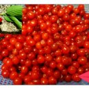 앵두펜션 이미지